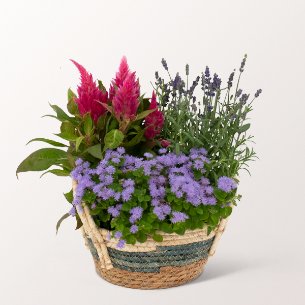 Überraschung im Körbchen